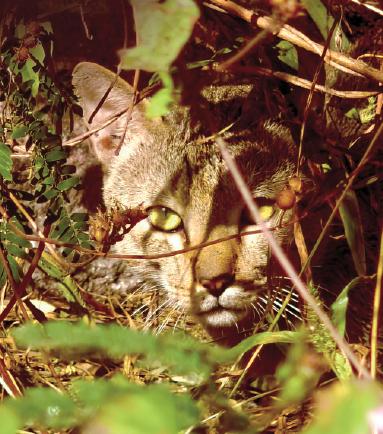 A wildcat resting in foliage