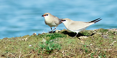 Small waterbirds on a green riverbank near Hindustan Zinc operations