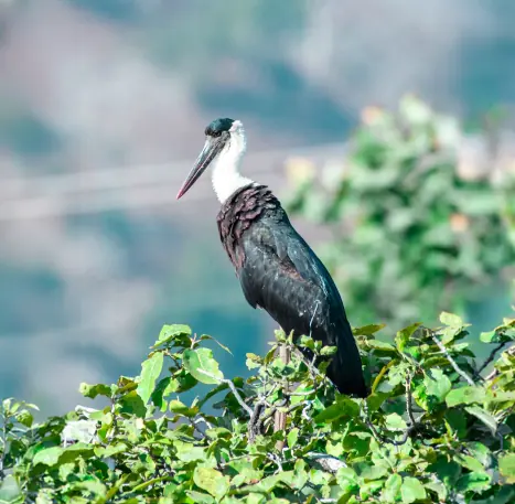Environment